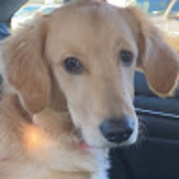 Meet your Posher, Rachel - Picture 1 of 1